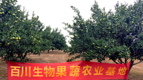 陕西百川生物果蔬基地